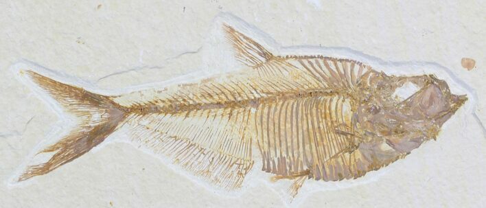 Detailed Diplomystus Fish Fossil From Wyoming #32739